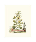 Buy Grandiose View II at AllPosters.com