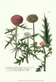 Buy Weinmann, Plate 315 at AllPosters.com