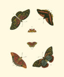 Buy Cramer Butterfly Study II at AllPosters.com