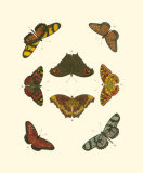Buy Cramer Butterfly Study IV at AllPosters.com