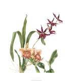 Buy Orchid I at AllPosters.com