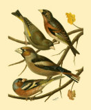 Buy Domestic Bird Family II at AllPosters.com