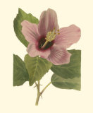 Buy Hibiscus I at AllPosters.com