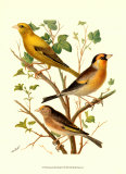 Buy Domestic Bird Family VI at AllPosters.com