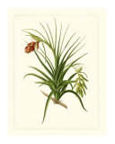 Exotic Flora III