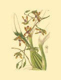 Buy Orchids III at AllPosters.com