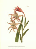 Buy Curtis Floral I at AllPosters.com