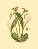Buy Orchids IV at AllPosters.com