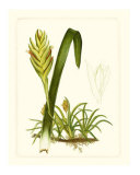 Exotic Flora IV