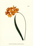 Buy Fiery Florals IV at AllPosters.com