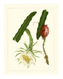 Exotic Flora II