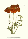 Fiery Florals II