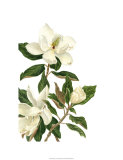 Magnolia I