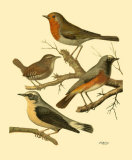 Buy Domestic Bird Family III at AllPosters.com