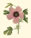 Buy Hibiscus II at AllPosters.com