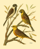 Buy Domestic Bird Family I at AllPosters.com