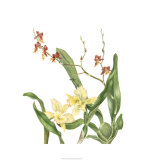 Buy Orchid II at AllPosters.com