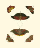 Buy Cramer Butterfly Study III at AllPosters.com