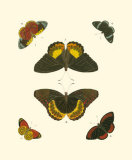 Buy Cramer Butterfly Study I at AllPosters.com