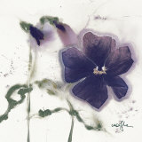 Buy Pansies V at AllPosters.com