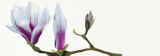 Buy Magnolia Solitaire at AllPosters.com