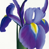 Buy Iris at AllPosters.com