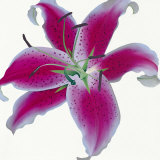 Buy Lily at AllPosters.com