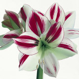 Buy Amaryllis at AllPosters.com