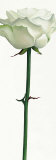 Buy Little White Rose at AllPosters.com