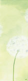Buy Delicateness of the Dandelion II at AllPosters.com