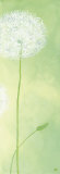 Delicateness of the Dandelion III