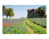 Buy Bluebonnets & Paintbrush at AllPosters.com