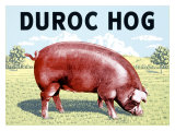 Buy Duroc Hog at AllPosters.com