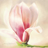 Magnolia Soulangiana