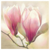Magnolia Nigra