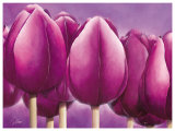Sleeping Tulips I