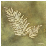 Buy Organic Fern at AllPosters.com