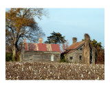 Buy Those Ol' Cotton Fields Back Home at AllPosters.com