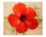 Buy Hibiscus at AllPosters.com