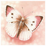 Lycaenidae