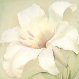 Lilium Grandiosa