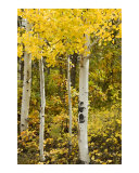 Buy Golden Aspens at AllPosters.com