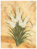Buy White Surprise at AllPosters.com