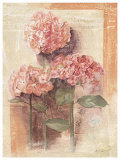 Rose Hydrangea