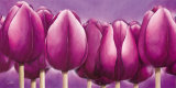 Sleeping Tulips
