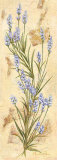 Lavanda