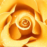 Buy Yellow Rose at AllPosters.com