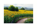 Field of Sunflowers