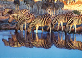 Buy Etosha - Namibia at AllPosters.com