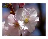 Buy Cherry Blossom at AllPosters.com